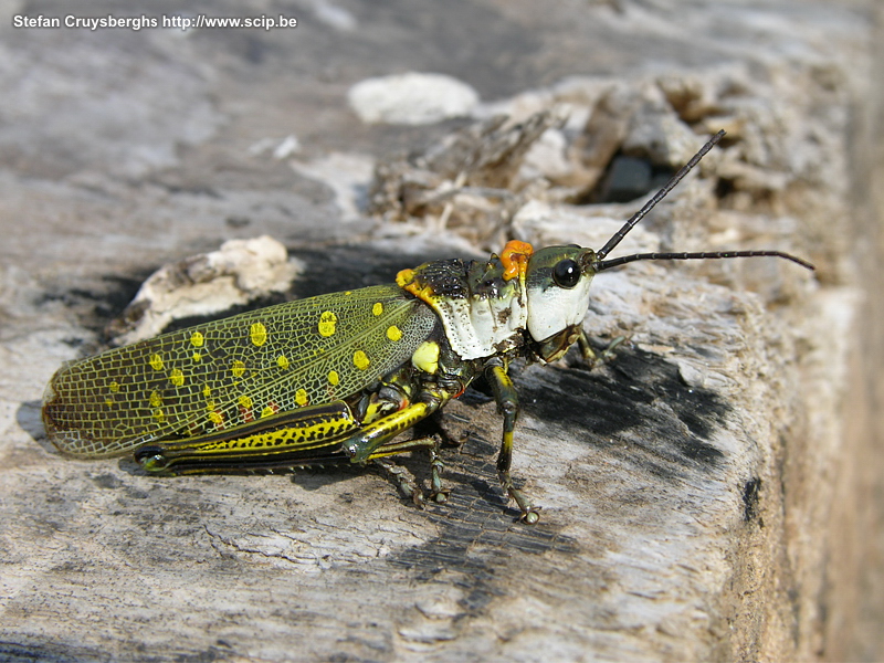 Stung Treng - Grasshopper  Stefan Cruysberghs